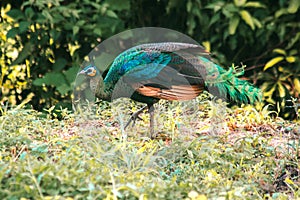 Peacock walking in the grass