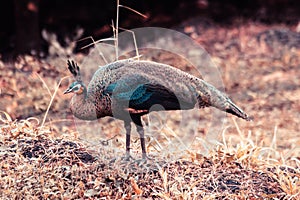 Peacock walking in the grass