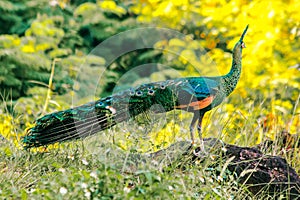 Peacock walking in the grass