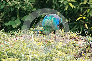 Peacock walking in the grass