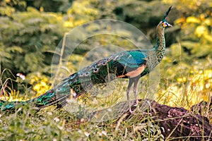 Peacock walking in the grass