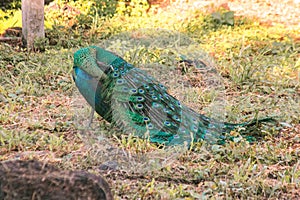 Peacock walking in the grass