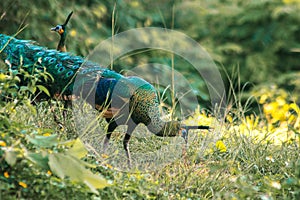 Peacock walking in the grass