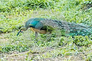 Peacock walking in the grass