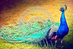 Peacock walking on green grass, closeup shot. Biird background