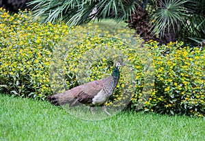 Peacock walking on the lawn of park