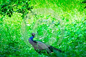 Peacock walking in the middle of green bushes