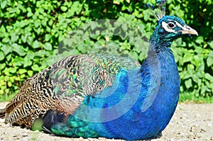 peacock walking in the park
