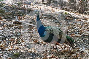 Peacock walking in the park