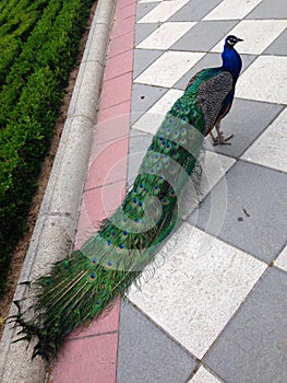 Peacock walking in the park