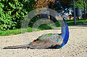 peacock walking in the park