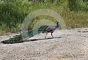 Peacock walking on a path