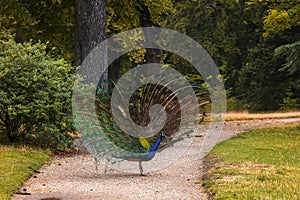 Peacock walking on a path in the park