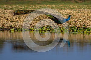 Peacock Walks Along Reflective Waters