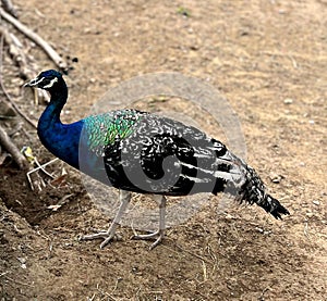 a peacock walks in the dirt near a log and shrubbery