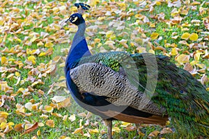 A peacock walks on fallen leaves in a Spanish park in autumn