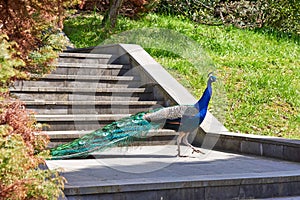 Peacock walks in park