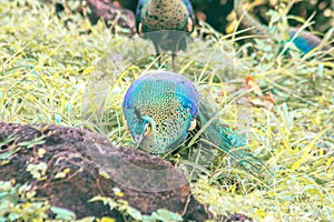 Peacock walks to find food in the grass