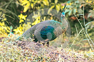 Peacock walks to find food in the grass