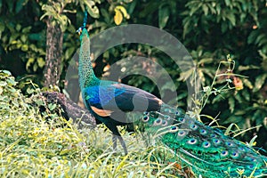 Peacock walks to find food in the grass