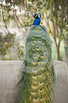 Peacock on Wall
