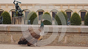 Peacock at Wallenstein palace