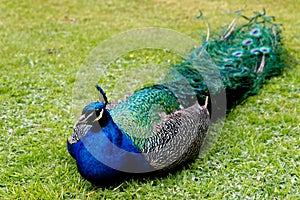 Peacock at Warwick castle garden