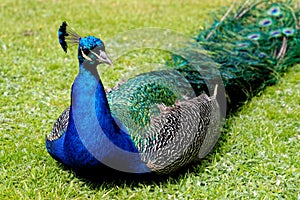 Peacock at Warwick castle garden