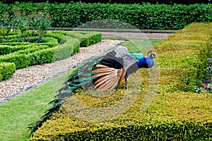 Peacock at Warwick castle garden