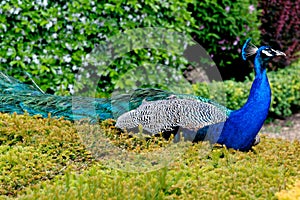 Peacock at Warwick castle garden