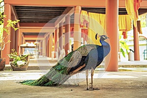 Peacock at Wat Chaloem Phrakiat in Bangkok