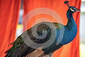 Peacock at Wat Chaloem Phrakiat in Bangkok