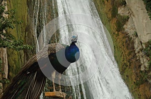 Peacock and waterfall ? Bejiai - Algeria