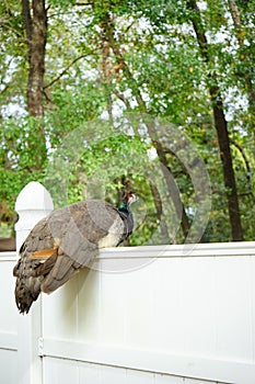 Peacock at Weeki Wachee Springs State Park