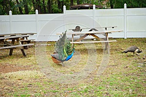 Peacock at Weeki Wachee Springs State Park