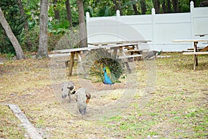 Peacock at Weeki Wachee Springs State Park