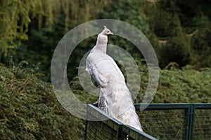 A peacock with white feathers perched on an iron fence