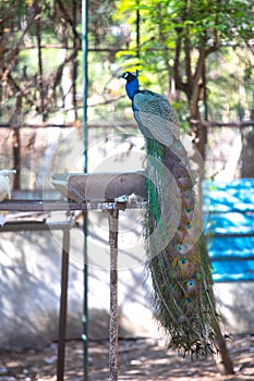 Peacock with white peahens in a zoo