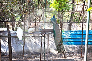 Peacock with white peahens in a zoo