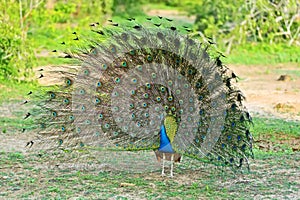 Peacock photo