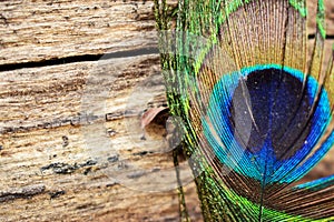 Peacock Wing pattern Texture Close-up background Macro Stock Photography Image