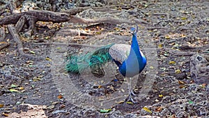 Peacock in woods