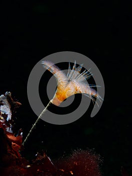 Peacock worm, Sabella pavonina. Flame Shell Point. Loch Carron, Scotland