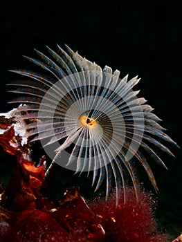 Peacock worm, Sabella pavonina. Flame Shell Point. Loch Carron, Scotland