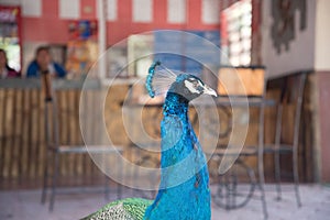 Peacock in yucatan Mexico in the day