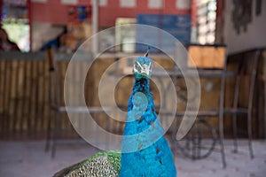 Peacock in yucatan Mexico in the day