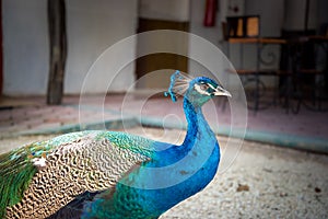 Peacock in yucatan Mexico in the day