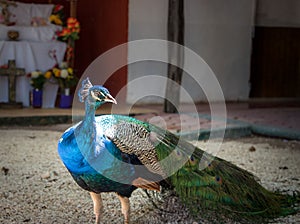 Peacock in yucatan Mexico in the day