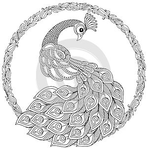 Peacock in zentangle style. Adult antistress coloring page.