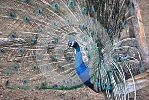 Peacock at the zoo